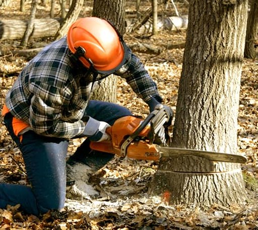 Tree Removal in Brule, WI
